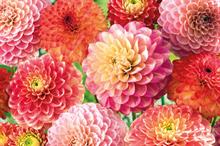 Dahlia mix - image: Floramedia